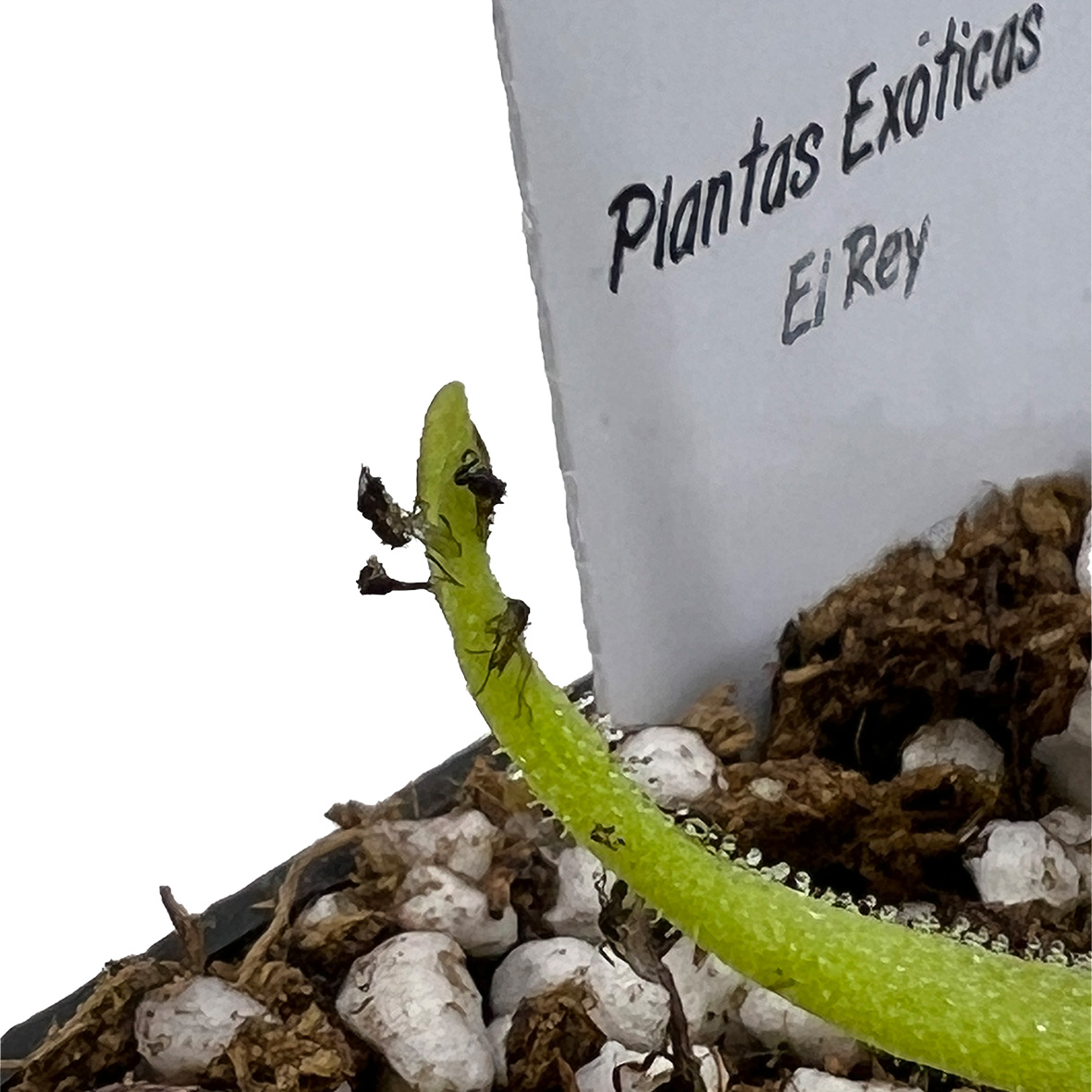 Pinguicula moctezumae - Imagen 3