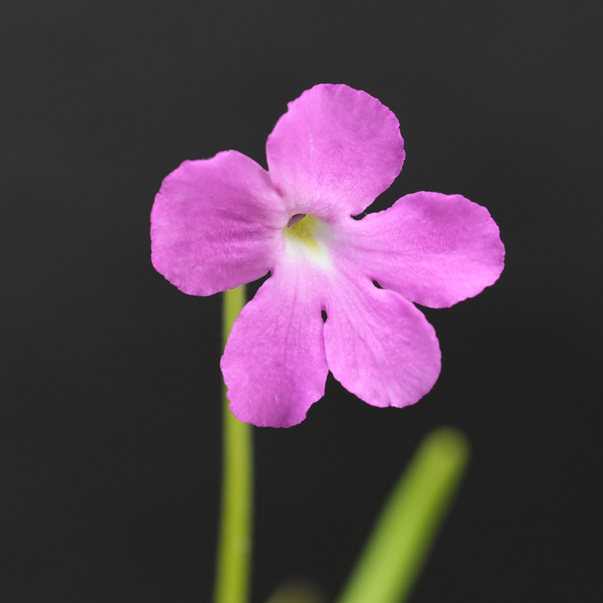 Pinguicula moctezumae - Imagen 2