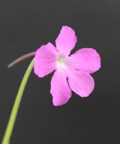 Pinguicula moctezumae - Imagen 6