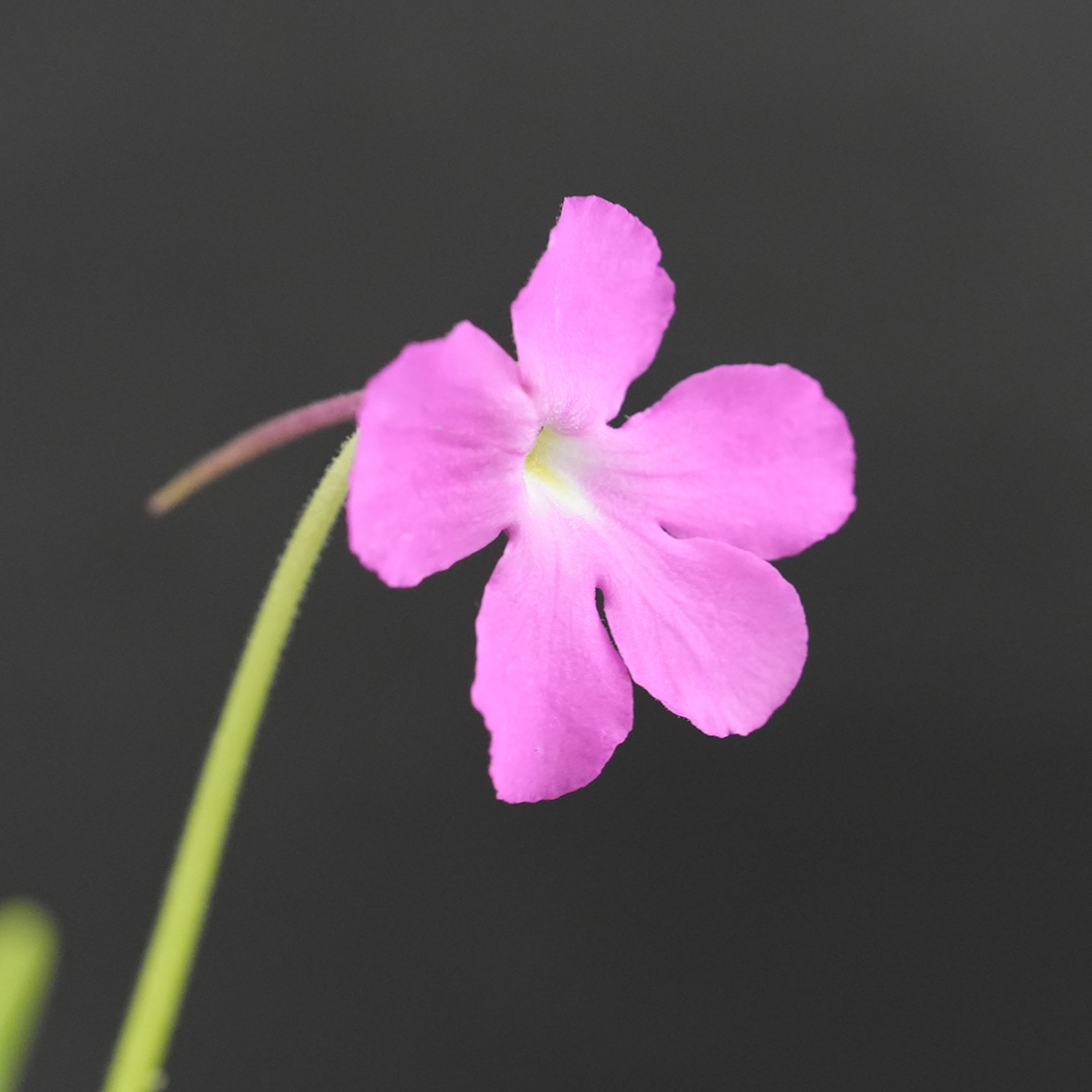 Pinguicula moctezumae - Imagen 6