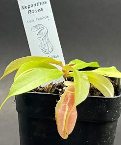 Nepenthes rosea - Imagen 4