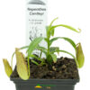Nepenthes × cantleyi