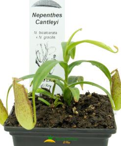 Nepenthes × cantleyi