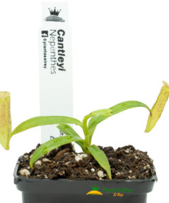 Alternative view of Nepenthes × cantleyi