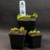 Dionaea Chunky