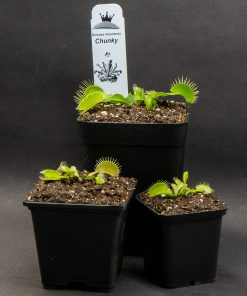 Dionaea Chunky