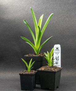 Brocchinia reducta