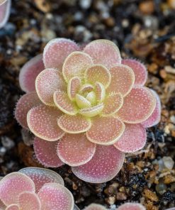 Pinguicula ehlersiae 10 plantas