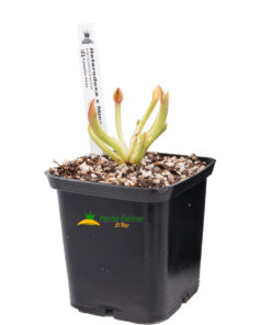 Heliamphora Heterodoxa x Minor - Imagen 3