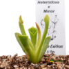 Heliamphora Heterodoxa x Minor