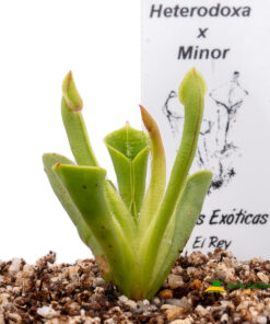 Heliamphora Heterodoxa x Minor