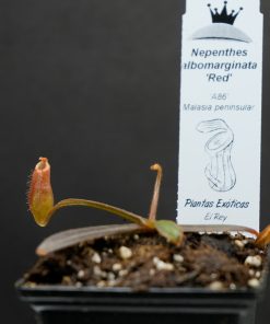 Nepenthes albomarginata red 'A86' - Imagen 3