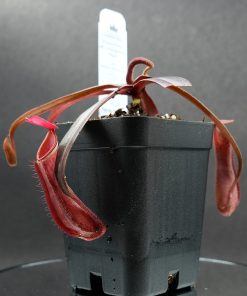 Nepenthes albomarginata red 'A86' - Imagen 4