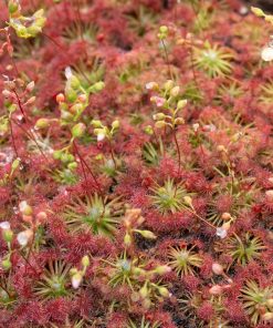 Drosera pygmea 10 Plantas