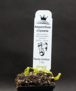Nepenthes Clipeata - Imagen 4