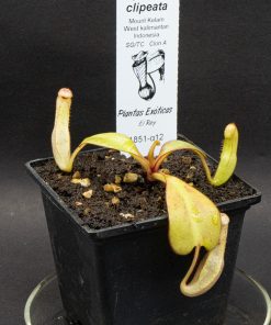 Alternative view of Nepenthes Clipeata