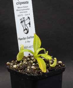 Nepenthes Clipeata - Imagen 3