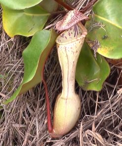 Nepenthes Clipeata