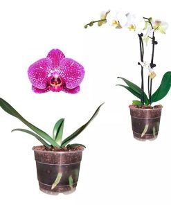 Maceta orquídea 6" Teku Poppelmann