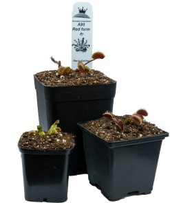 Dionaea A95