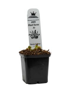 Dionaea A95 - Imagen 3