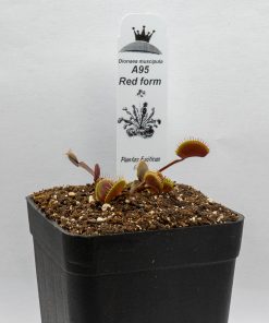 Dionaea A95 - Imagen 4