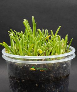 Brocchinia reducta 10 plantas