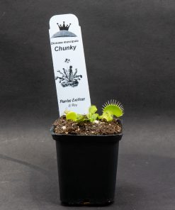 Dionaea Chunky - Imagen 3