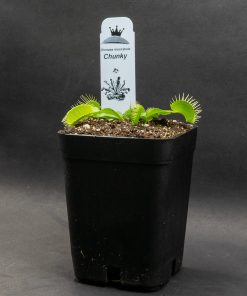 Alternative view of Dionaea Chunky