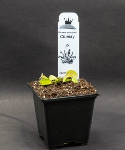 Dionaea Chunky - Imagen 4
