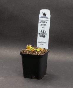 Alternative view of Dingley Giant