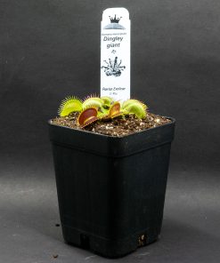Dingley Giant - Imagen 4