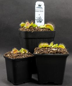 Dionaea Giant Form