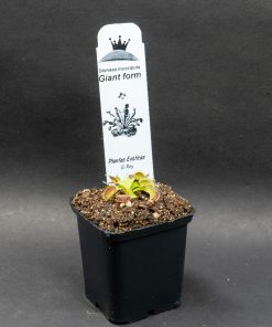 Alternative view of Dionaea Giant Form
