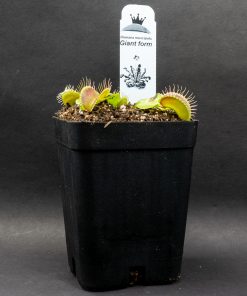 Dionaea Giant Form - Imagen 4