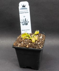 Dionaea Giant Form - Imagen 3
