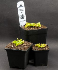 Alternative view of Dionaea Louchapates