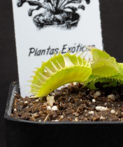 Dionaea Louchapates
