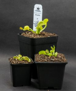 Dionaea pirahna (piraña) - Imagen 3