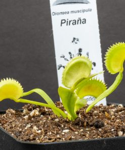 Alternative view of Dionaea pirahna (piraña)