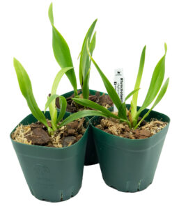 Rhyncholaelia digbyana