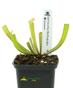 Sarracenia barbapapa - Imagen 4