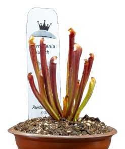 Sarracenia judith hindle