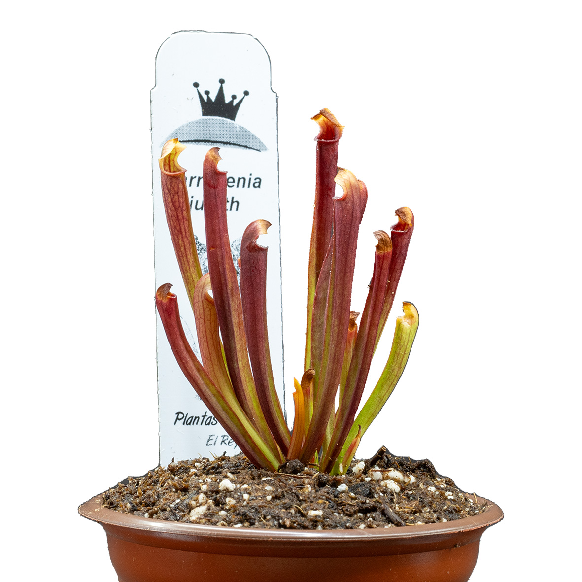 Sarracenia judith hindle
