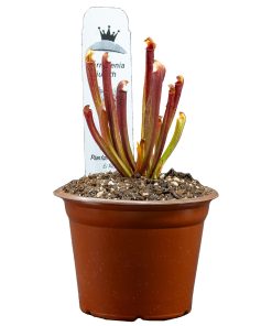 Alternative view of Sarracenia judith hindle