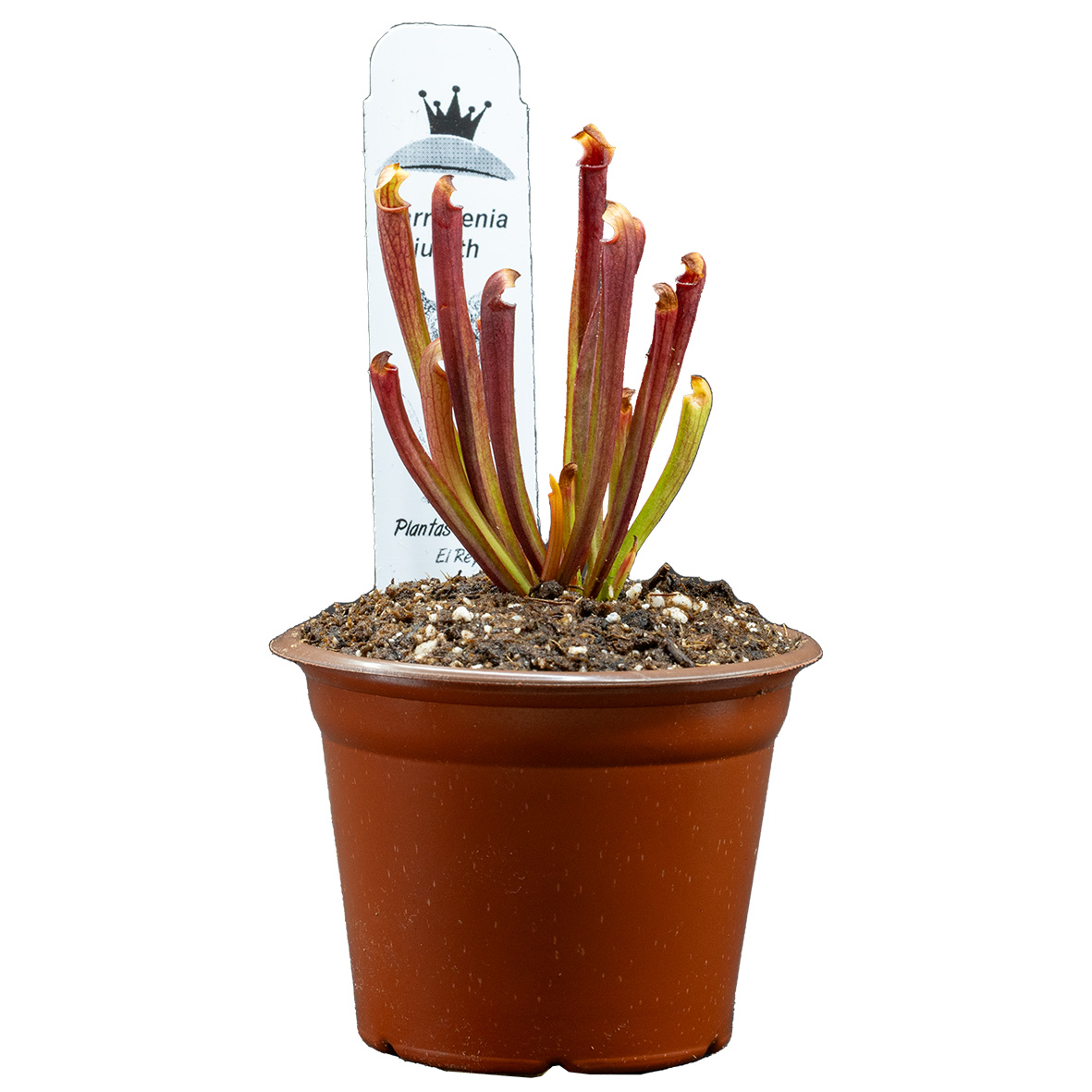 Sarracenia judith hindle - Imagen 2