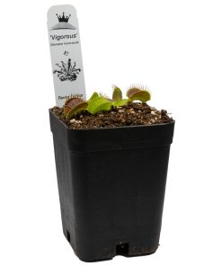 Dionaea Vigorous - Imagen 4