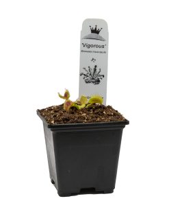 Dionaea Vigorous - Imagen 3