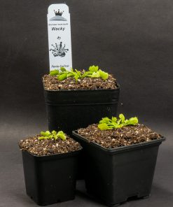 Alternative view of Dionaea Wacky Traps
