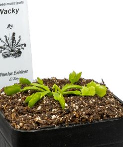 Dionaea Wacky Traps - Imagen 3